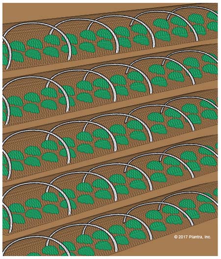 Hail Netting for Crops