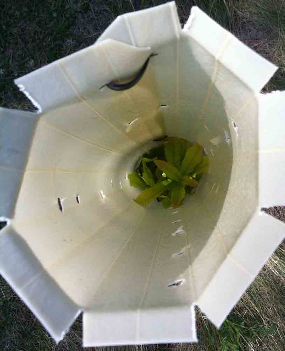 Seedling Protector Tubes - 24"