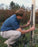 Grow Tubes For Trees - 24"