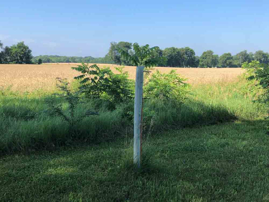 Planting Tube For Machine Tree Planting Tubes - 24