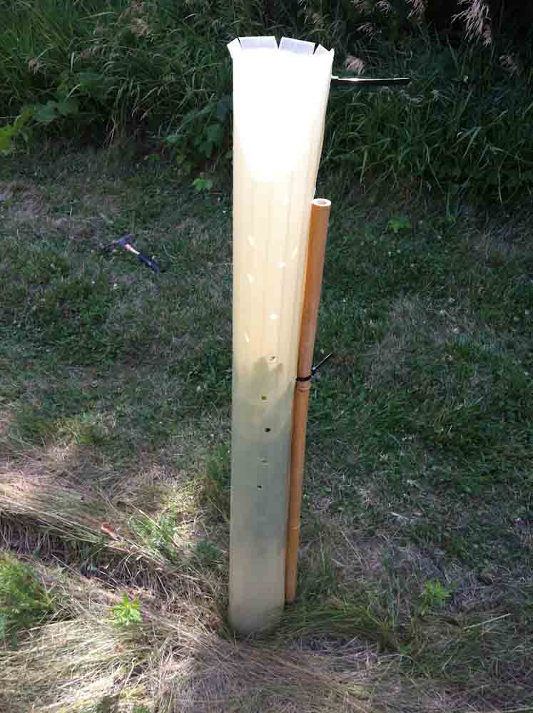 Tree Seedling Protector Tubes - 24