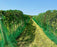 Anti-hail net over a vineyard
