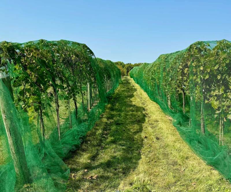 Anti-hail net over a vineyard
