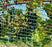 Hail netting protecting grape vines
