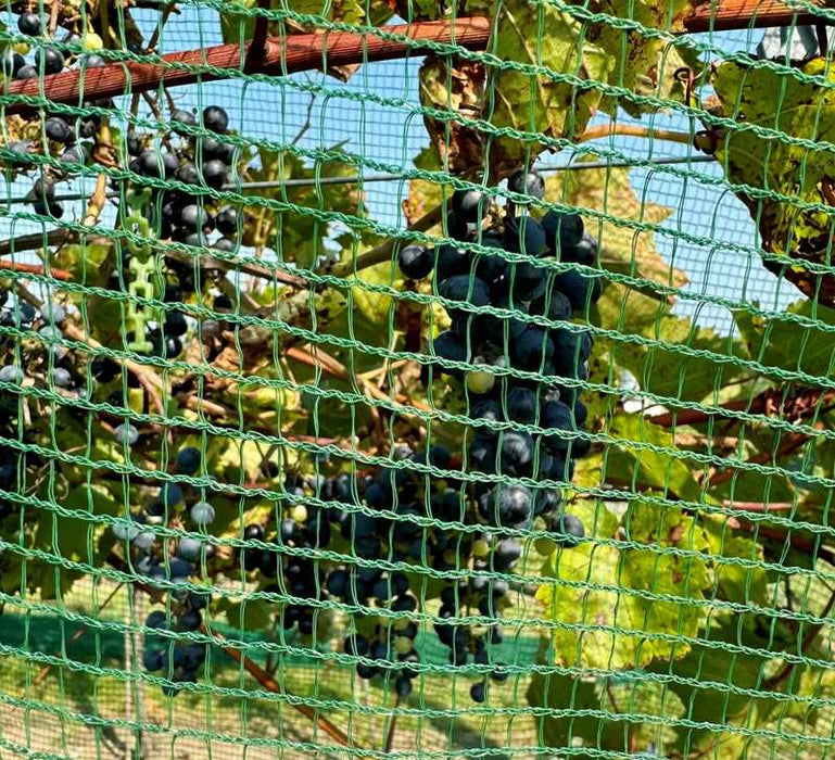 Hail netting protecting grape vines
