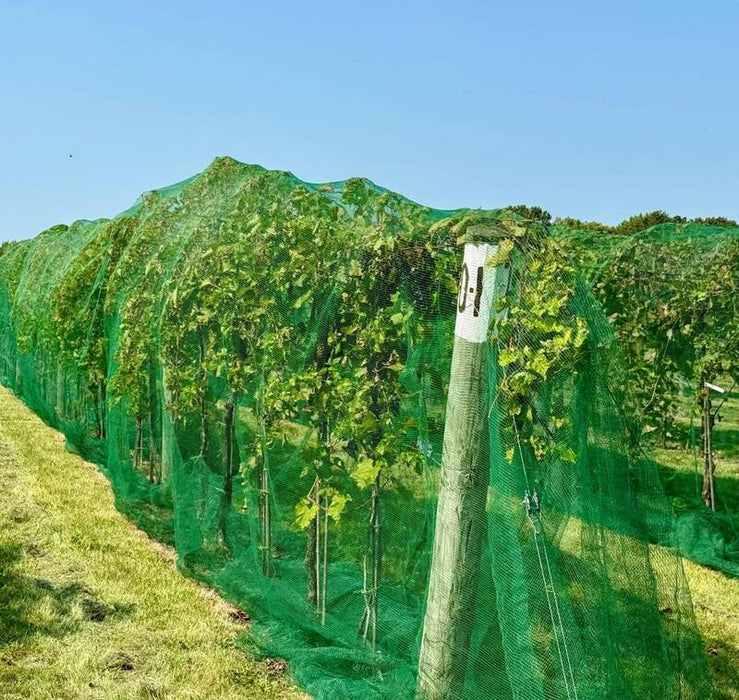 Hail netting covering vineyard rows
