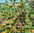 Insect netting protecting grape vines
