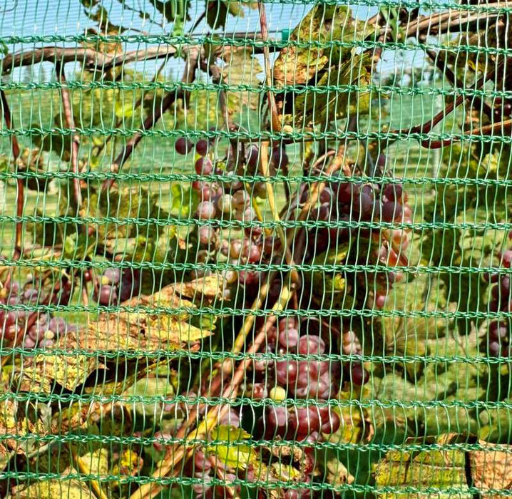 Insect netting protecting grape vines
