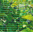 Insect netting protecting berry plants
