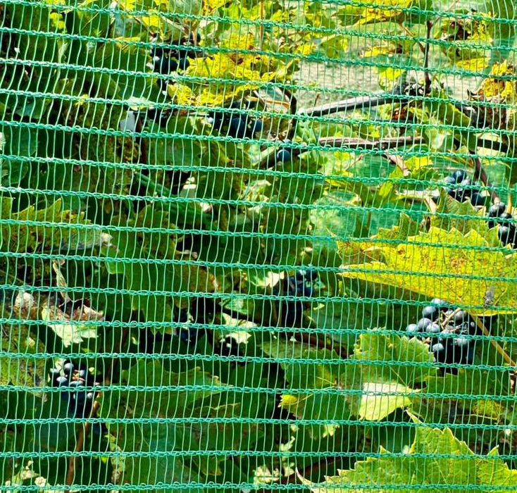 Insect netting protecting berry plants
