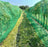 Insect netting used to protect garden plants
