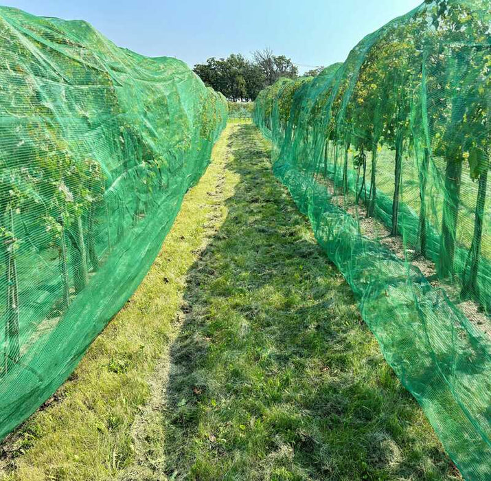 Insect netting used to protect garden plants
