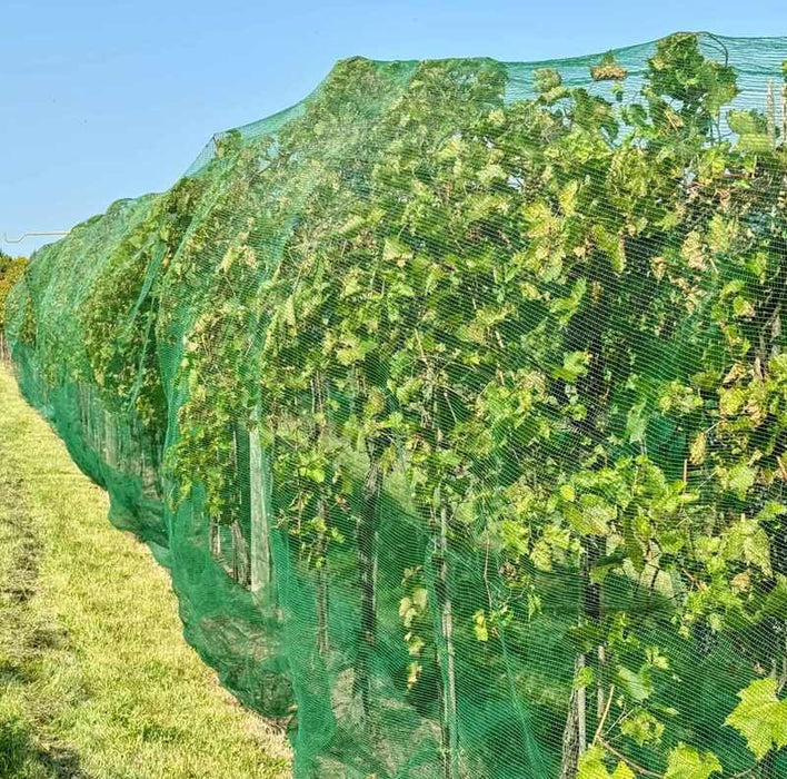 Installed hail netting over a vineyard row

