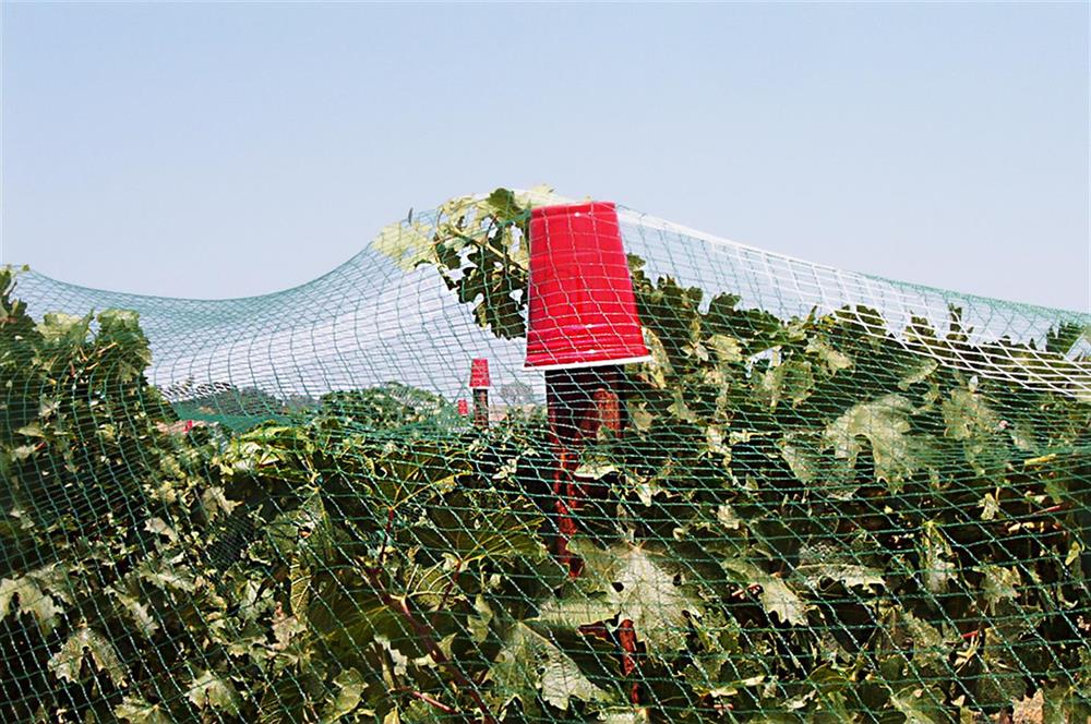 Berry Netting