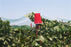 Berry Netting