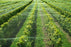 Aviary Netting