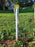 Tree Pro tree tube seedling protector
