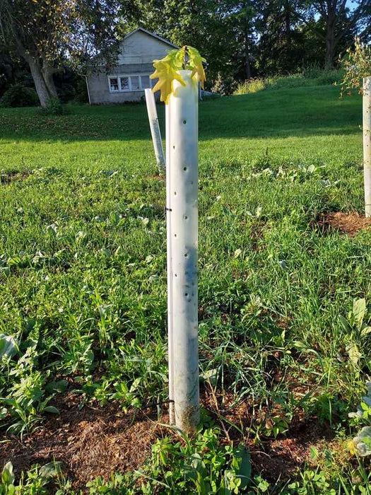 Tree Pro tree tube seedling protector
