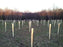 Field of tree tubes protecting newly planted seedlings
