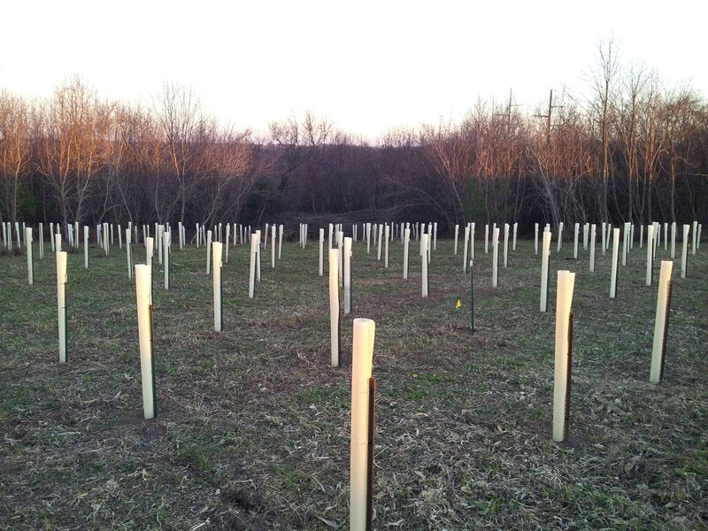 Field of tree tubes protecting newly planted seedlings
