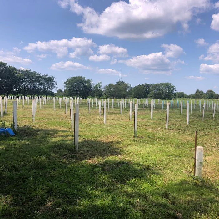 Tree tubes protecting seedlings across a plantation field
