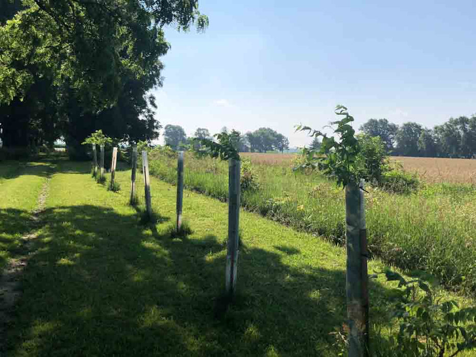 Seedling Protector Tubes - 24"